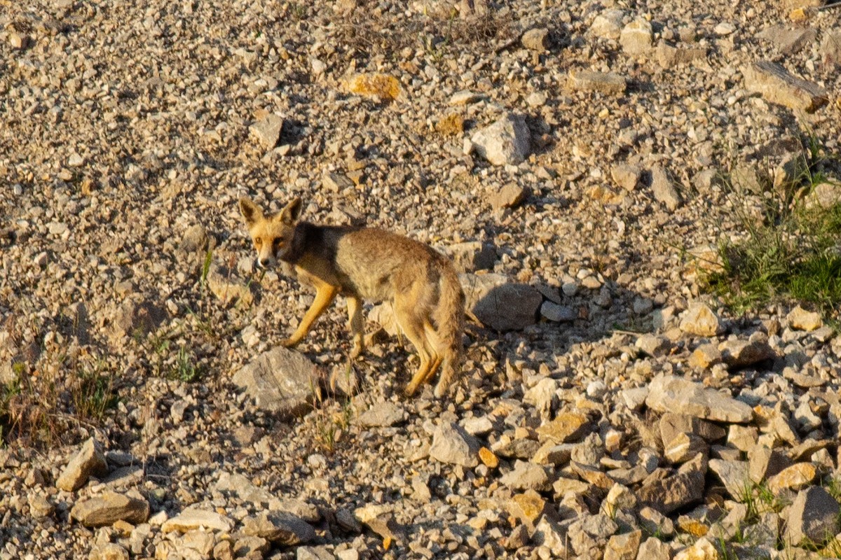 Red Fox - ML645707805