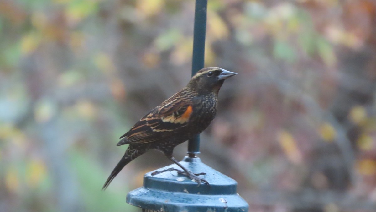 Carouge à épaulettes - ML645707806