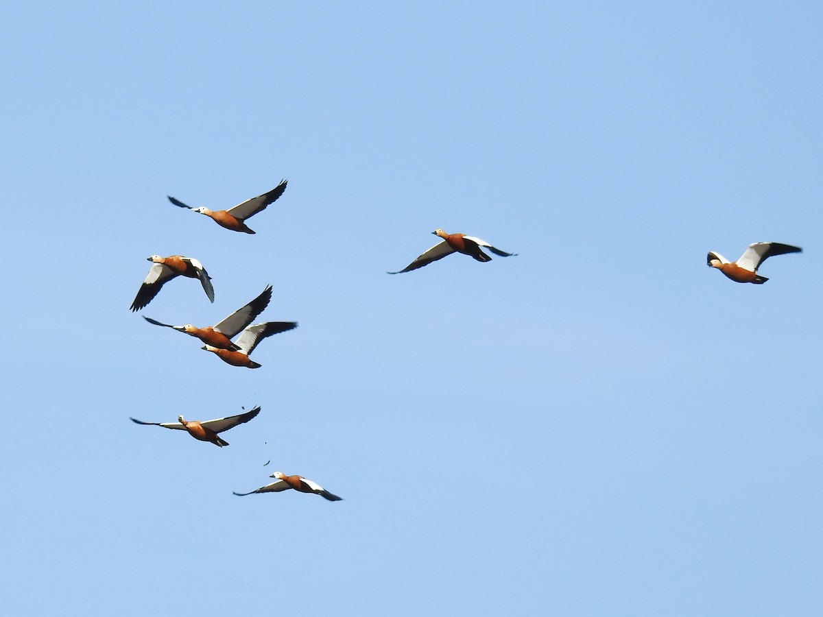 Tadorne casarca - ML645707807