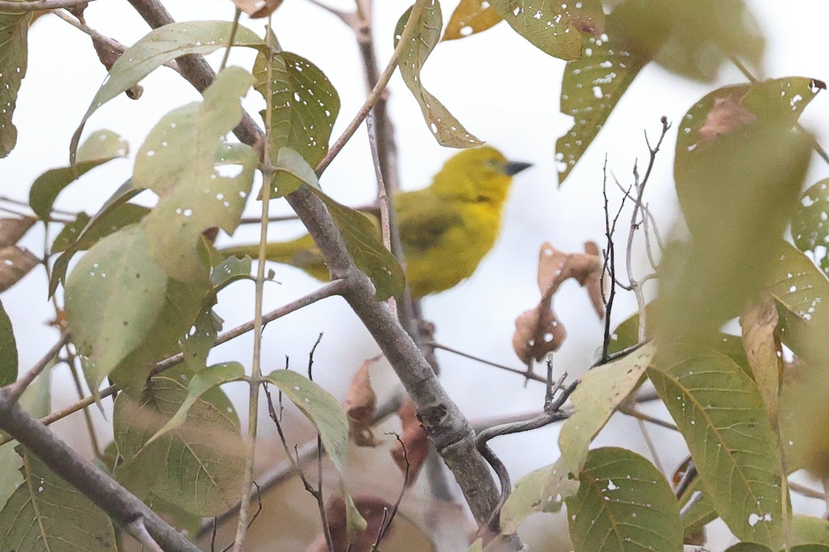 Holub's Golden-Weaver - ML645707811