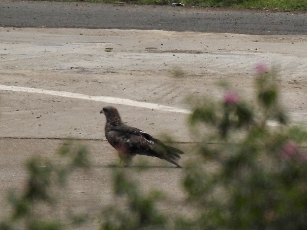 luňák hnědý - ML645707812