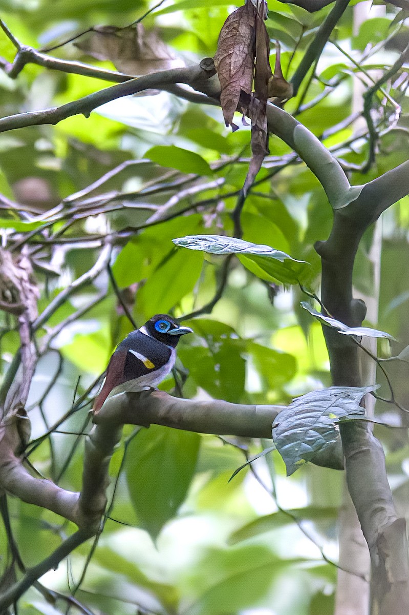 Mindanao Genişgagası - ML645707815