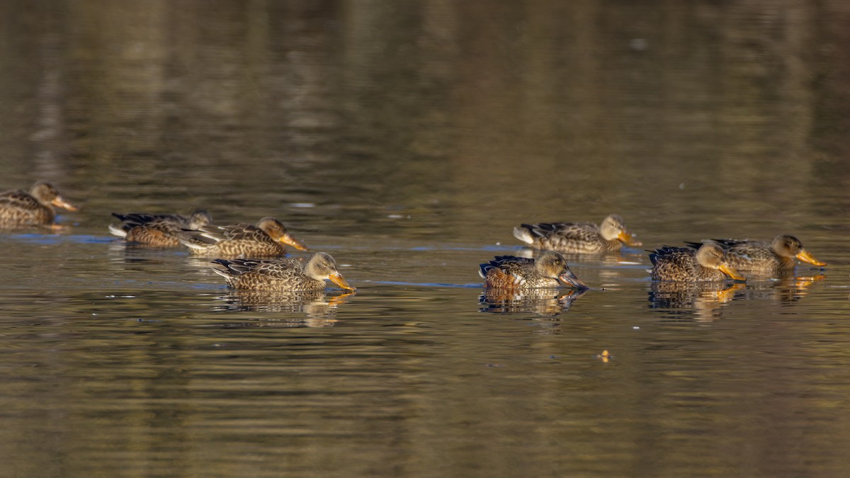 琵嘴鴨 - ML645707830