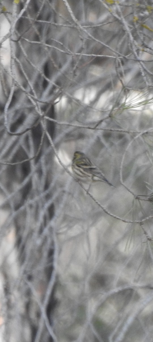 European Serin - ML645707833