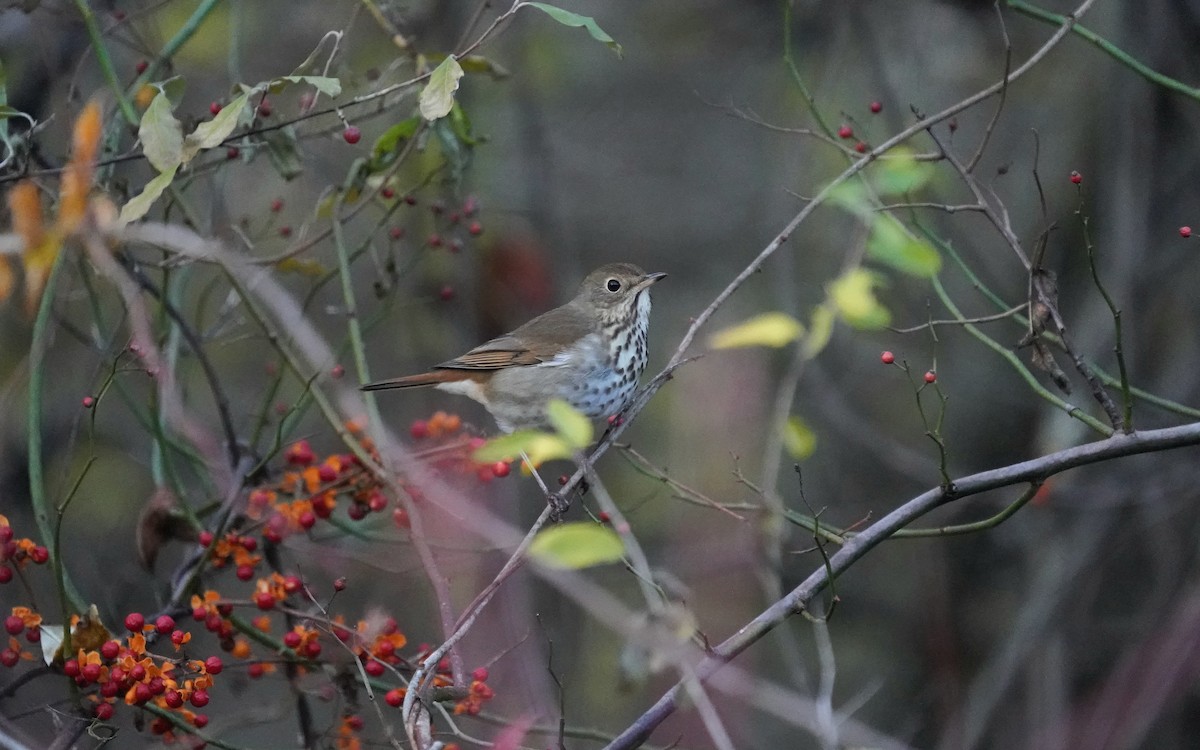 Grive solitaire - ML645707836