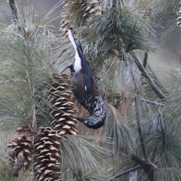 Fichtenhäher - ML645707839