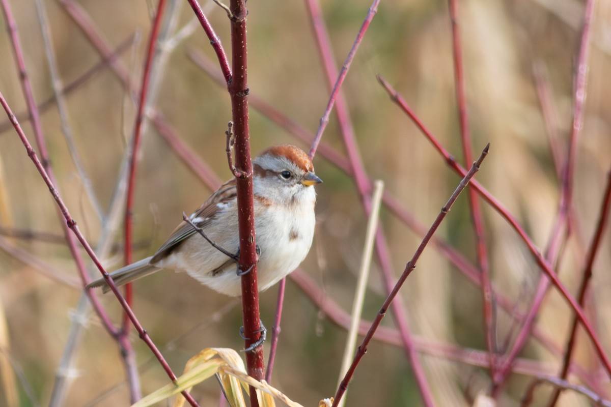 Пасовник північний - ML645707841