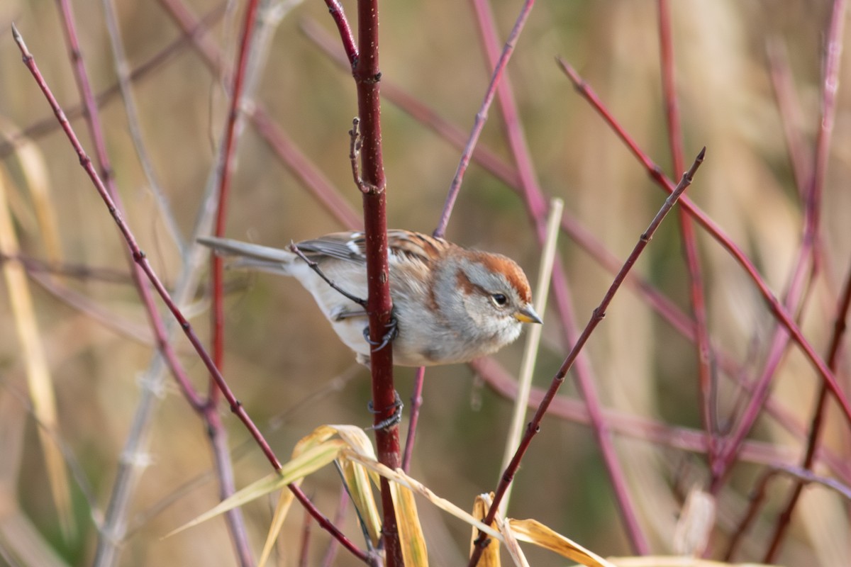 Пасовник північний - ML645707842