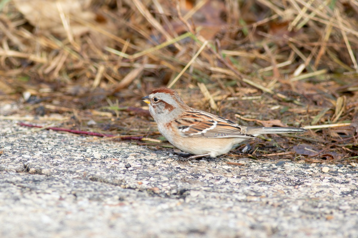 Пасовник північний - ML645707843