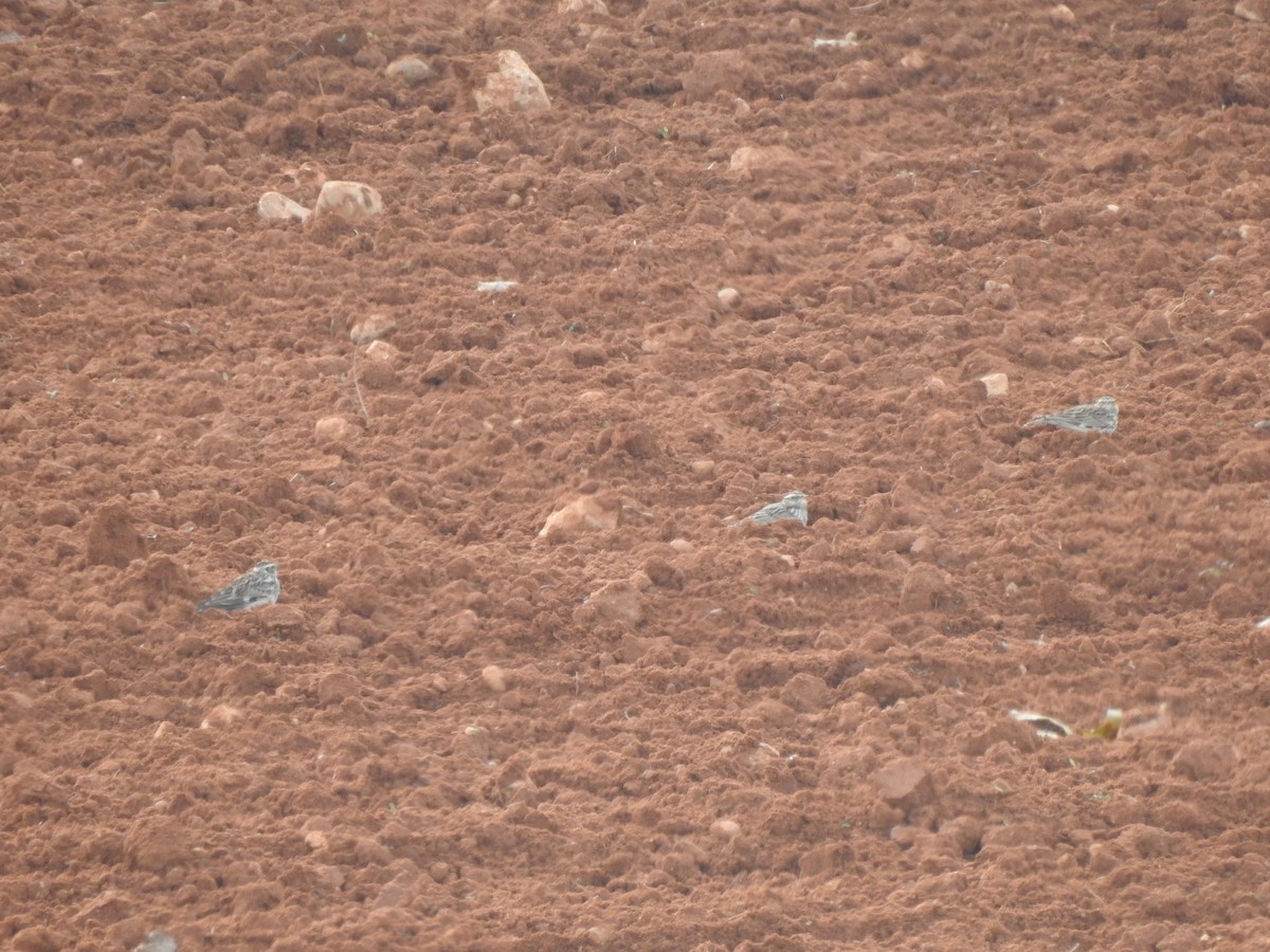 Wood Lark - ML645707844