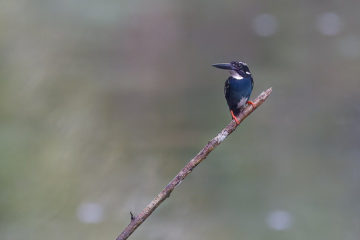 Southern Silvery-Kingfisher - ML645707857