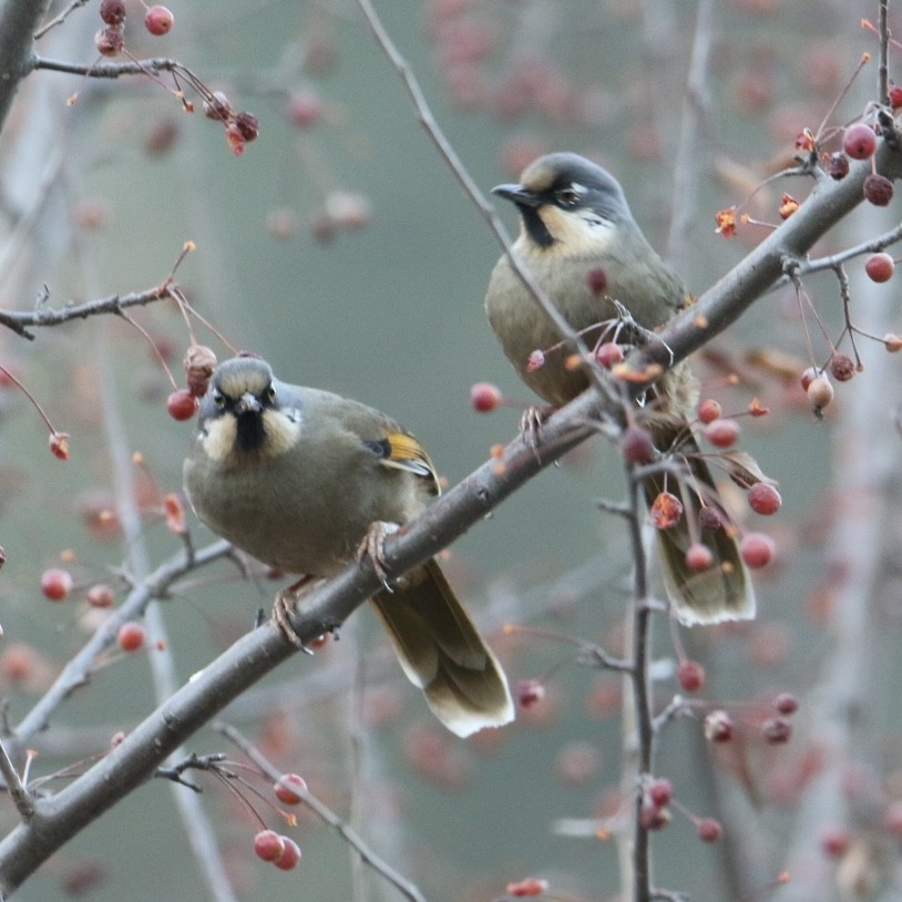 Buntflügelhäherling - ML645707861