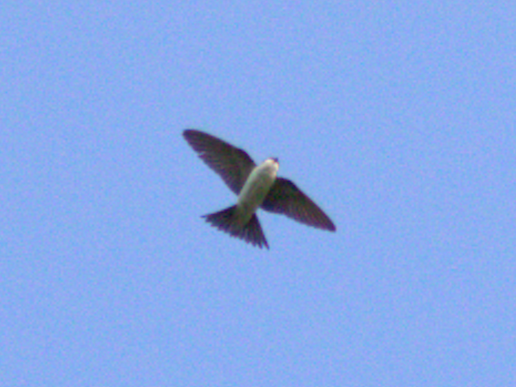 Western House-Martin - ML645707872
