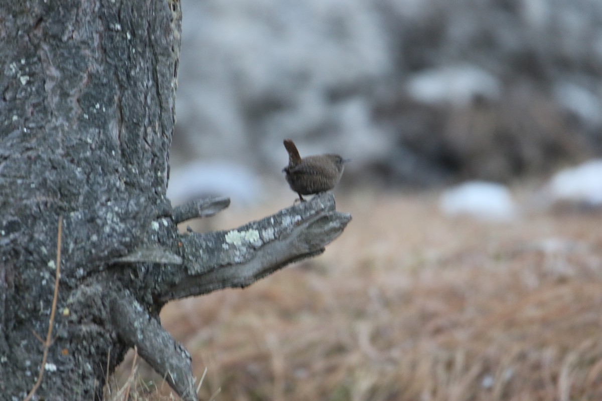 Zaunkönig - ML645707875