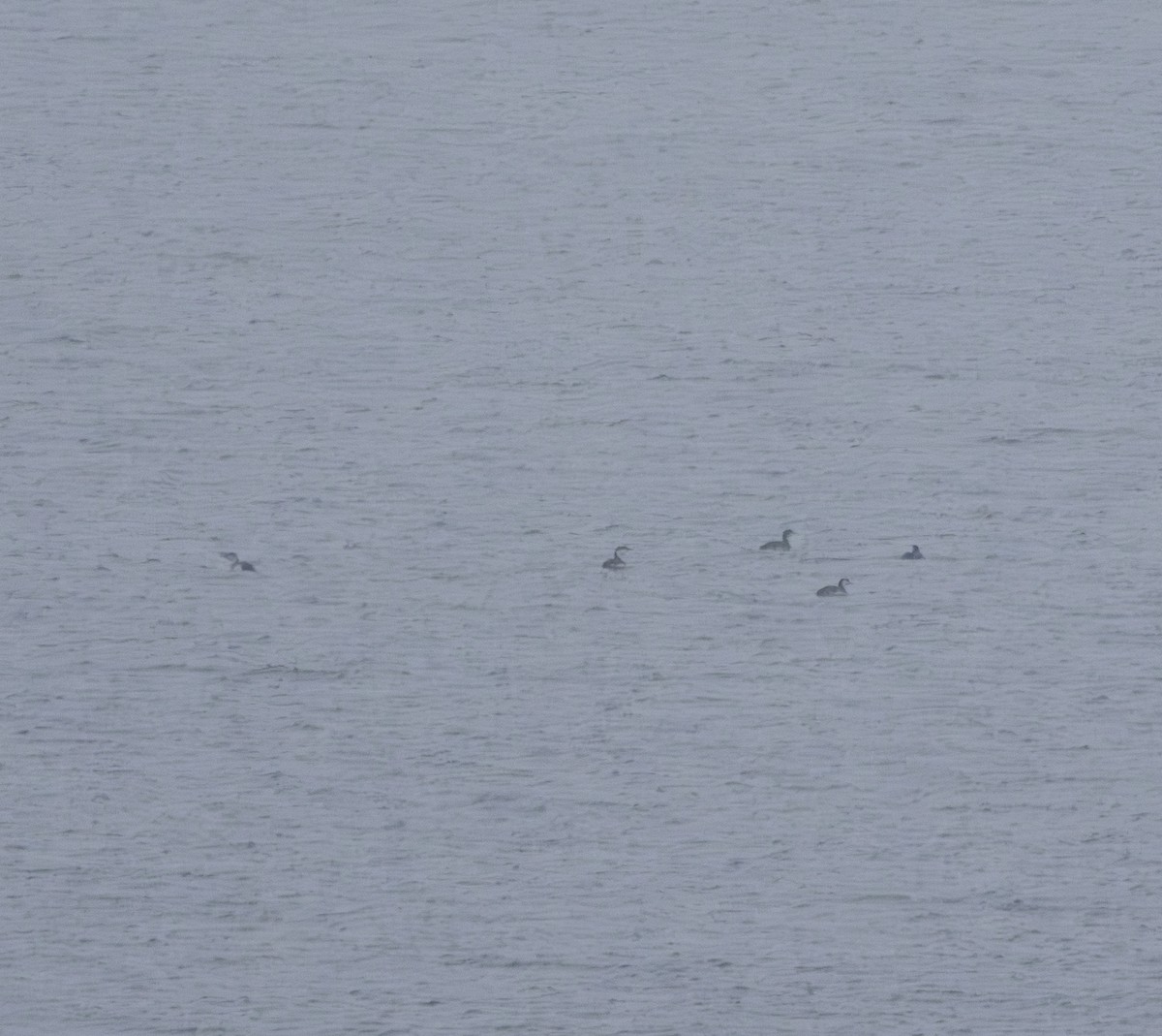 Улаан гүеэт гахууна - ML645707894