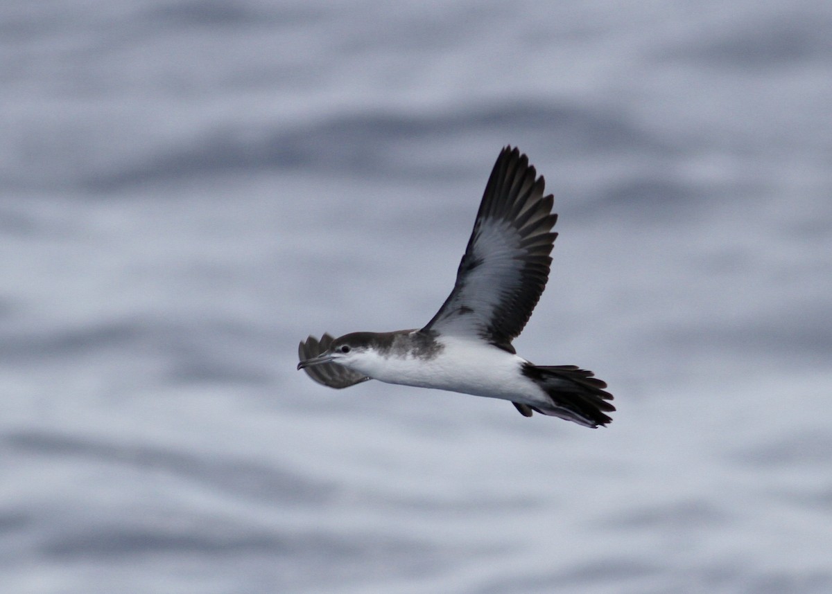 Audubon's Shearwater - Kate Sutherland