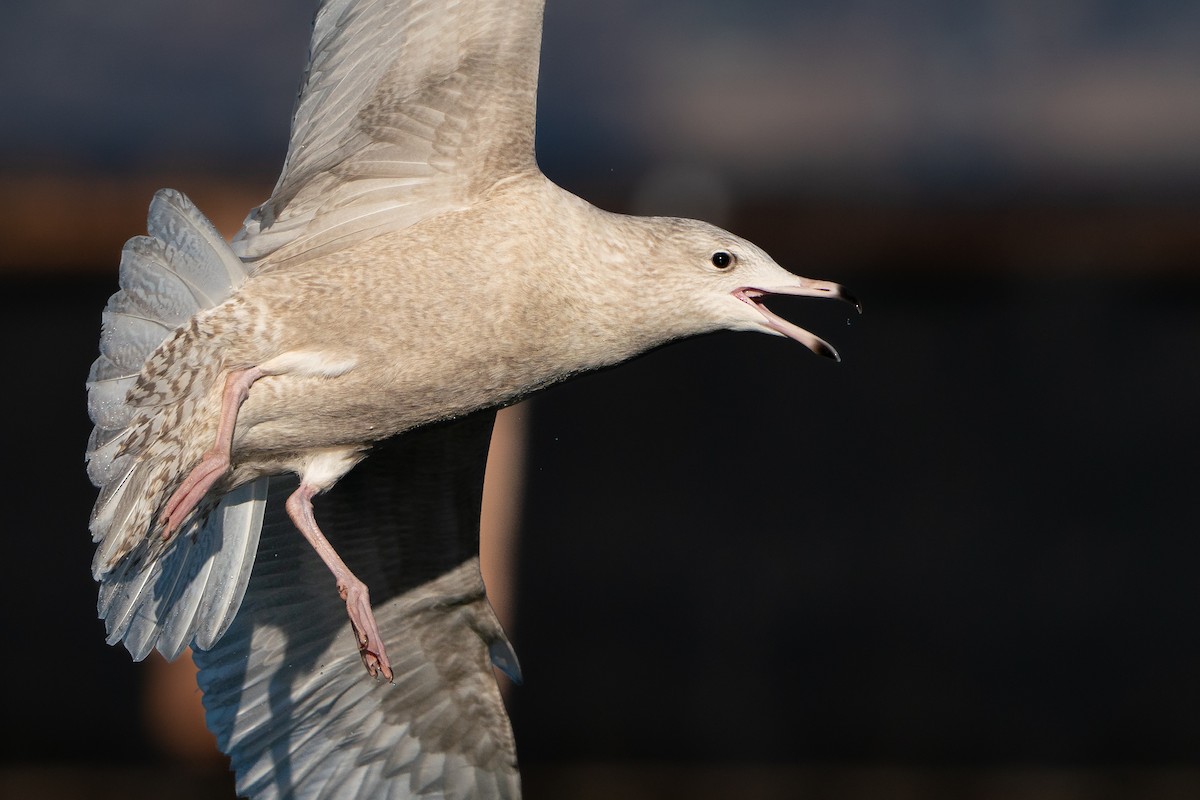 北極鷗 - ML645707917