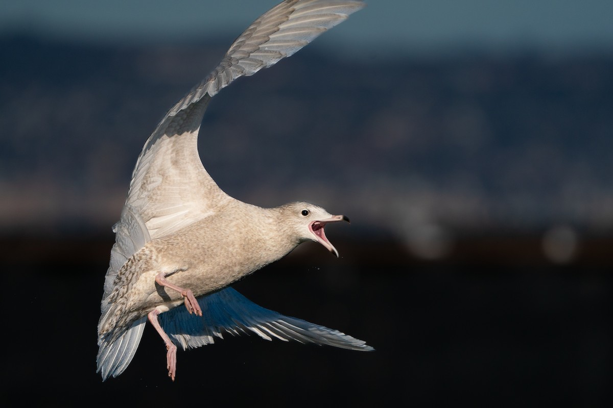 北極鷗 - ML645707918