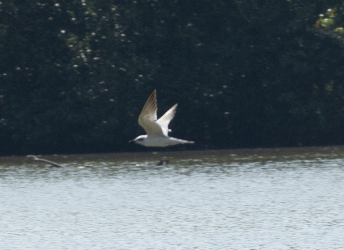 鷗嘴燕鷗 - ML645707921