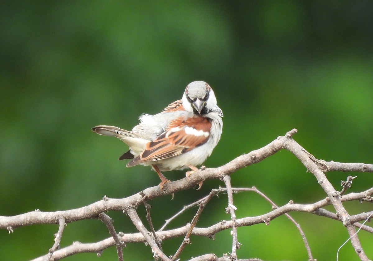 家麻雀 - ML645707922