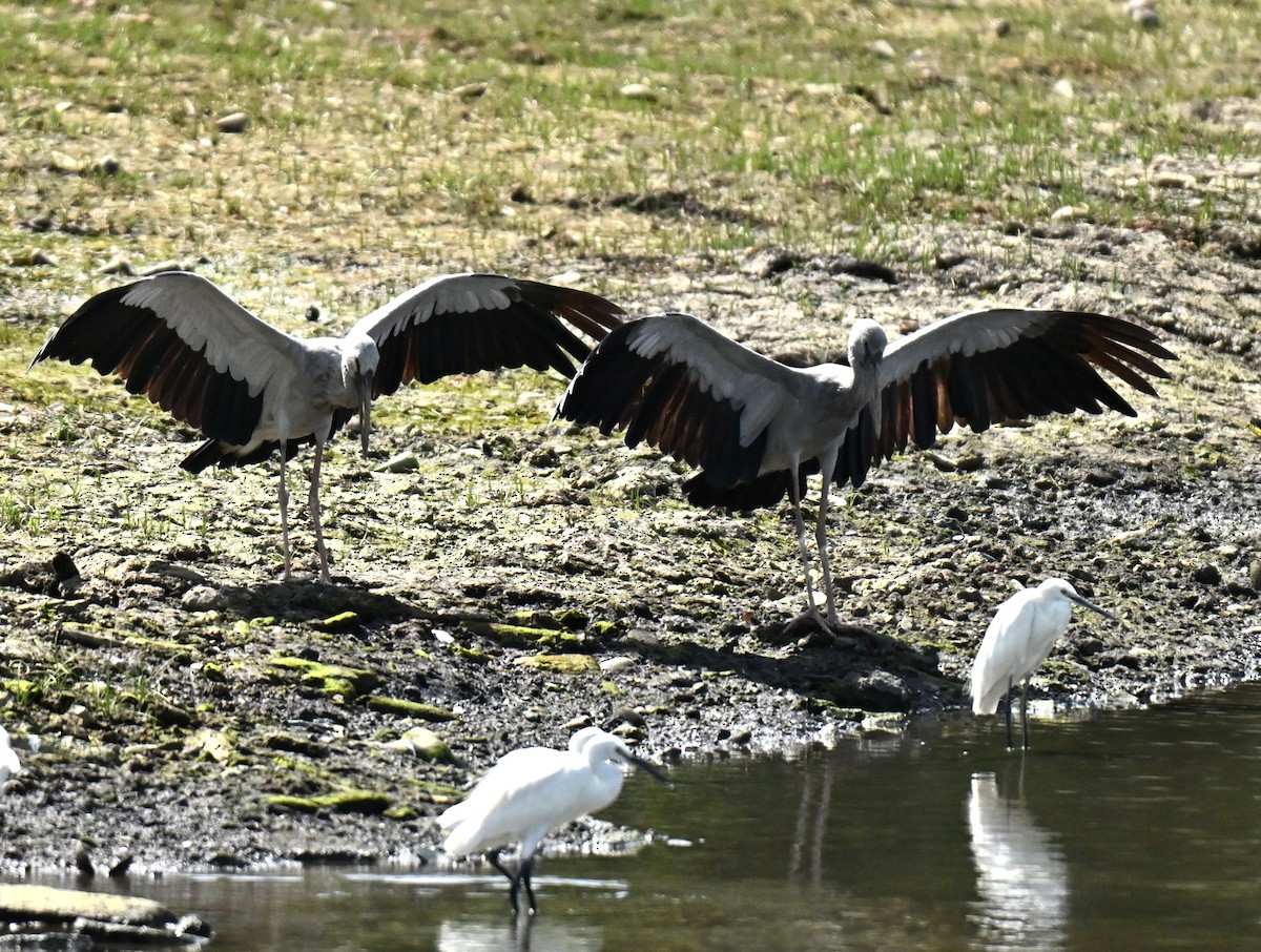 Asian Openbill - ML645707926