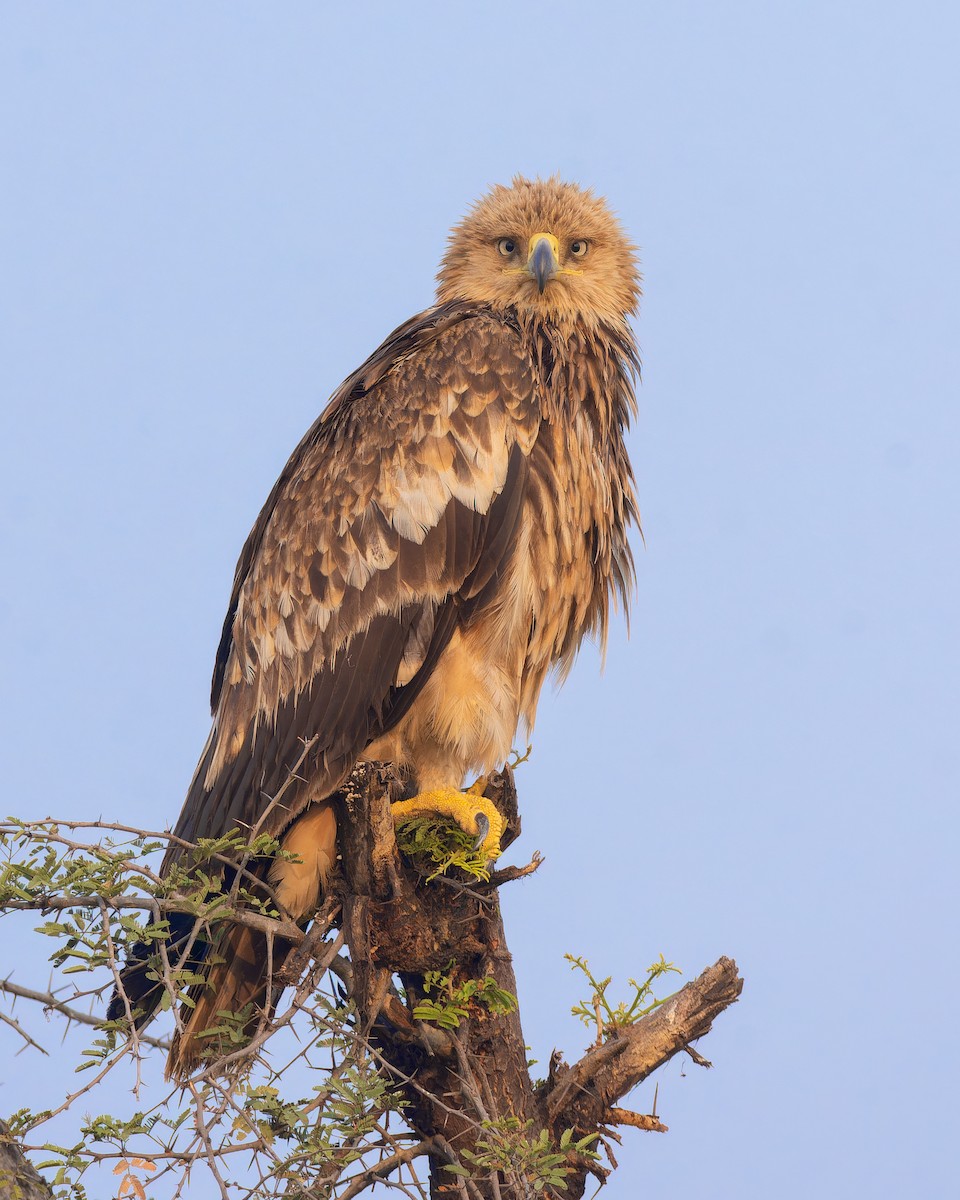 白肩鵰 - ML645707928