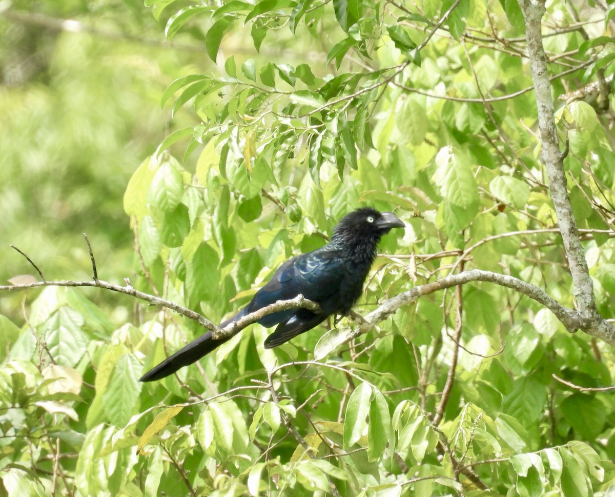 Greater Ani - ML645707929