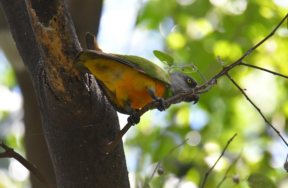 塞內加爾鸚鵡 - ML645707930