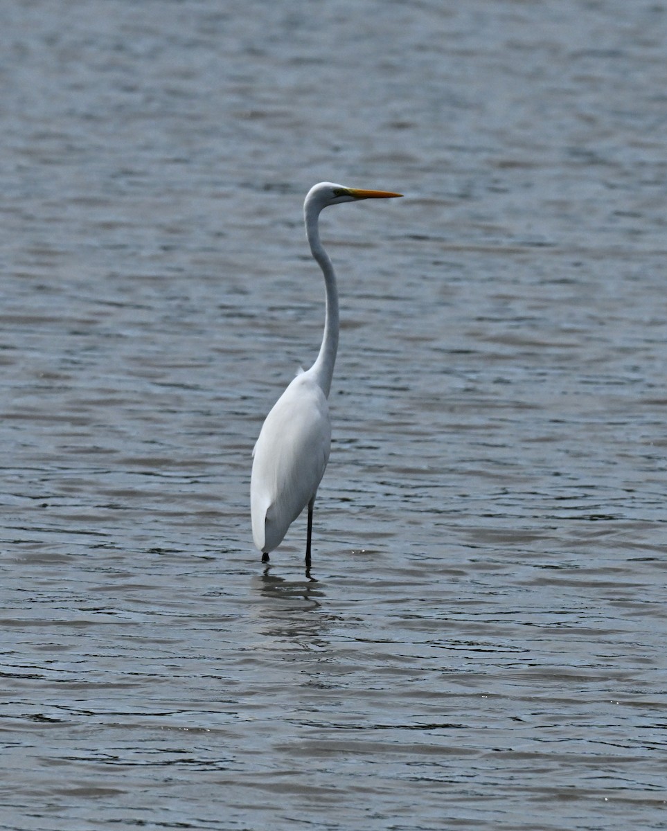 大白鷺 - ML645707931