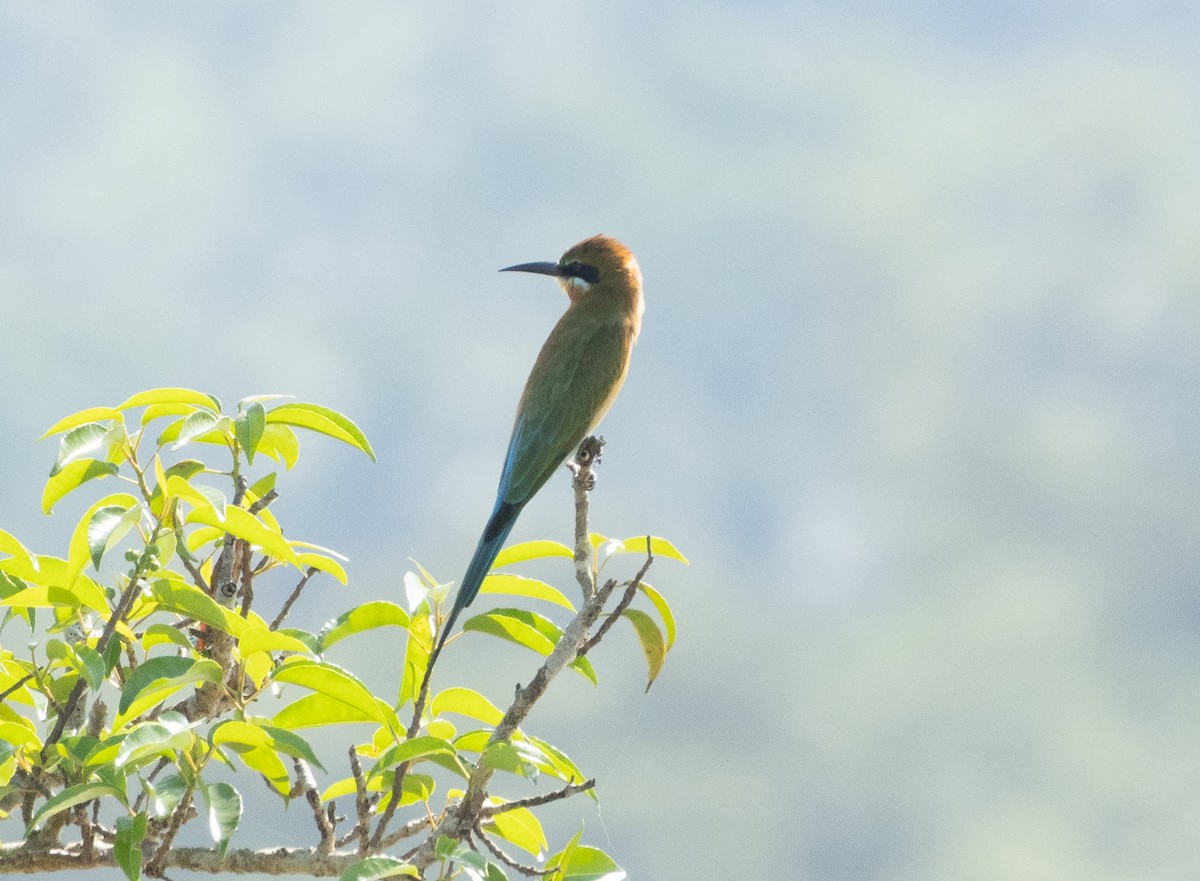 栗喉蜂虎 - ML645707932