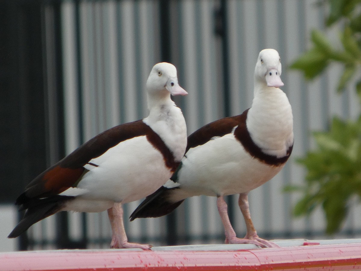 Radjah Shelduck - ML645707934