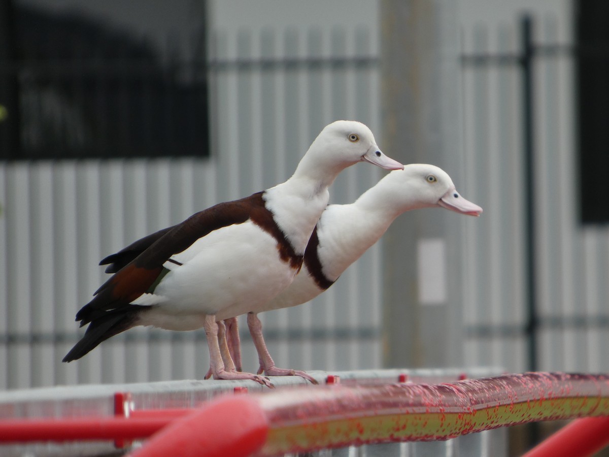 Radjah Shelduck - ML645707935