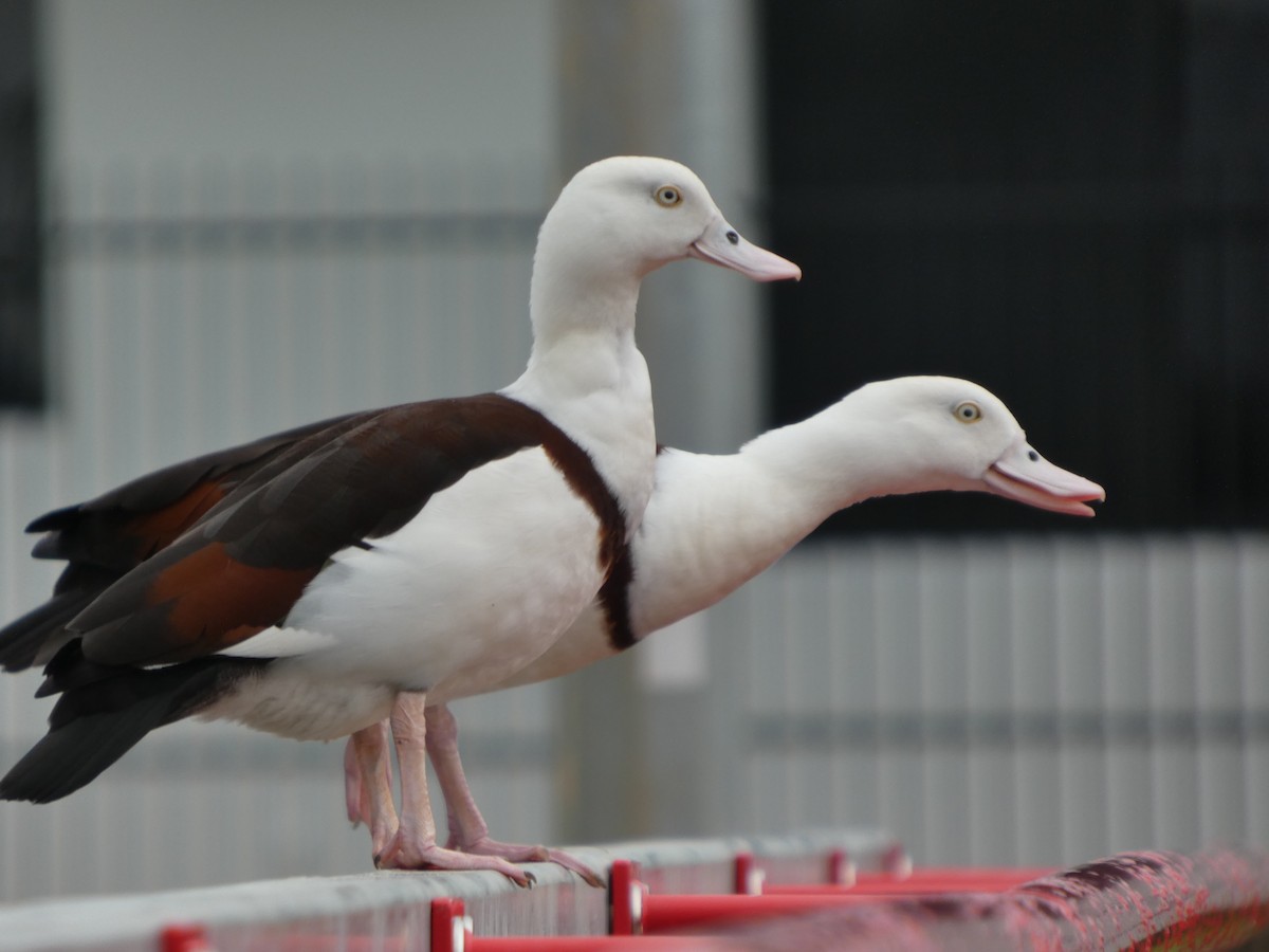 Radjah Shelduck - ML645707936