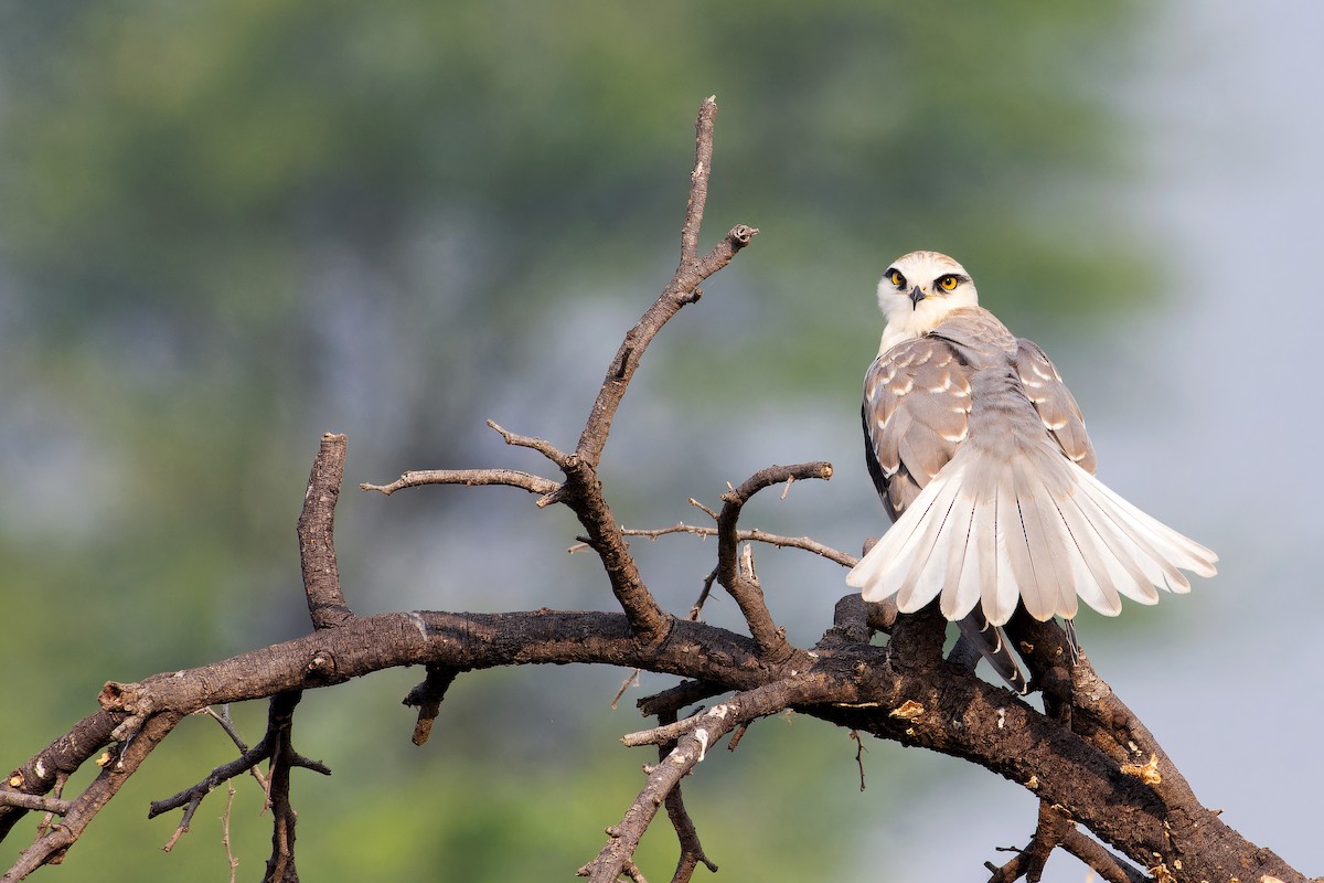 黑翅鳶 - ML645707937