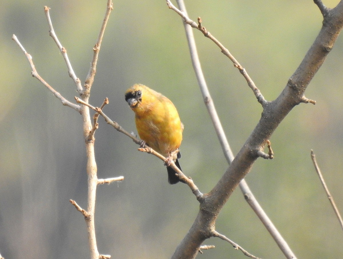 Orange Bullfinch - ML645707938