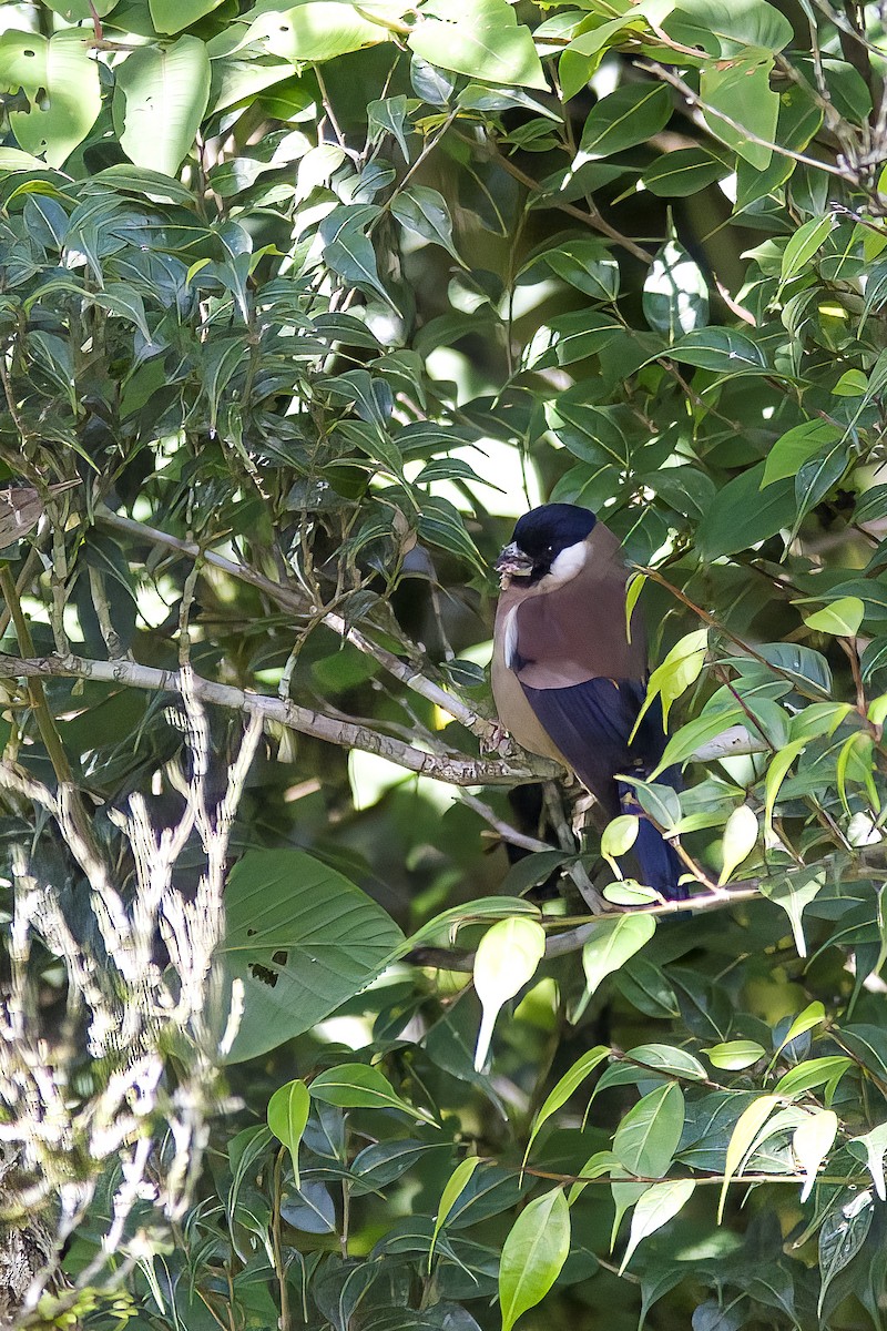 White-cheeked Bullfinch - ML645707939