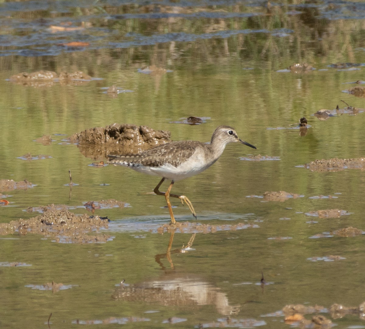 鷹斑鷸 - ML645707940