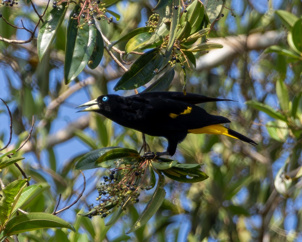 Yellow-rumped Cacique - ML645707941