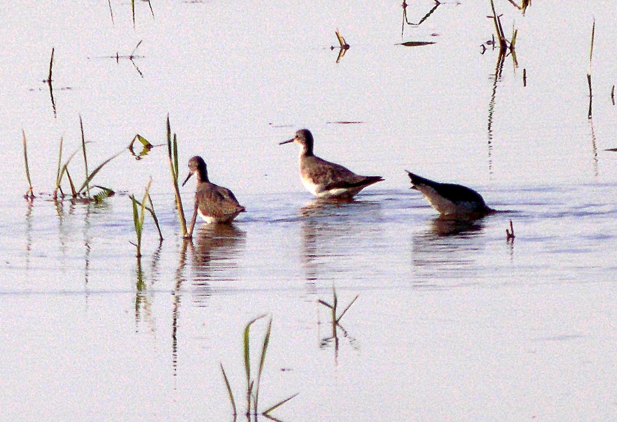 小黃腳鷸 - ML645707942