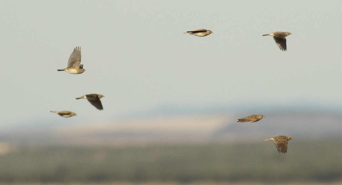 歐亞雲雀 - ML645707944