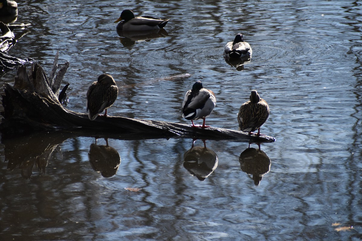 綠頭鴨 - ML645707947