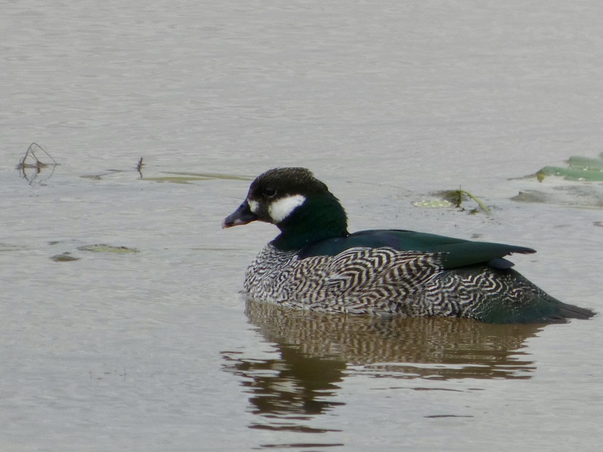 Green Pygmy-Goose - ML645707948