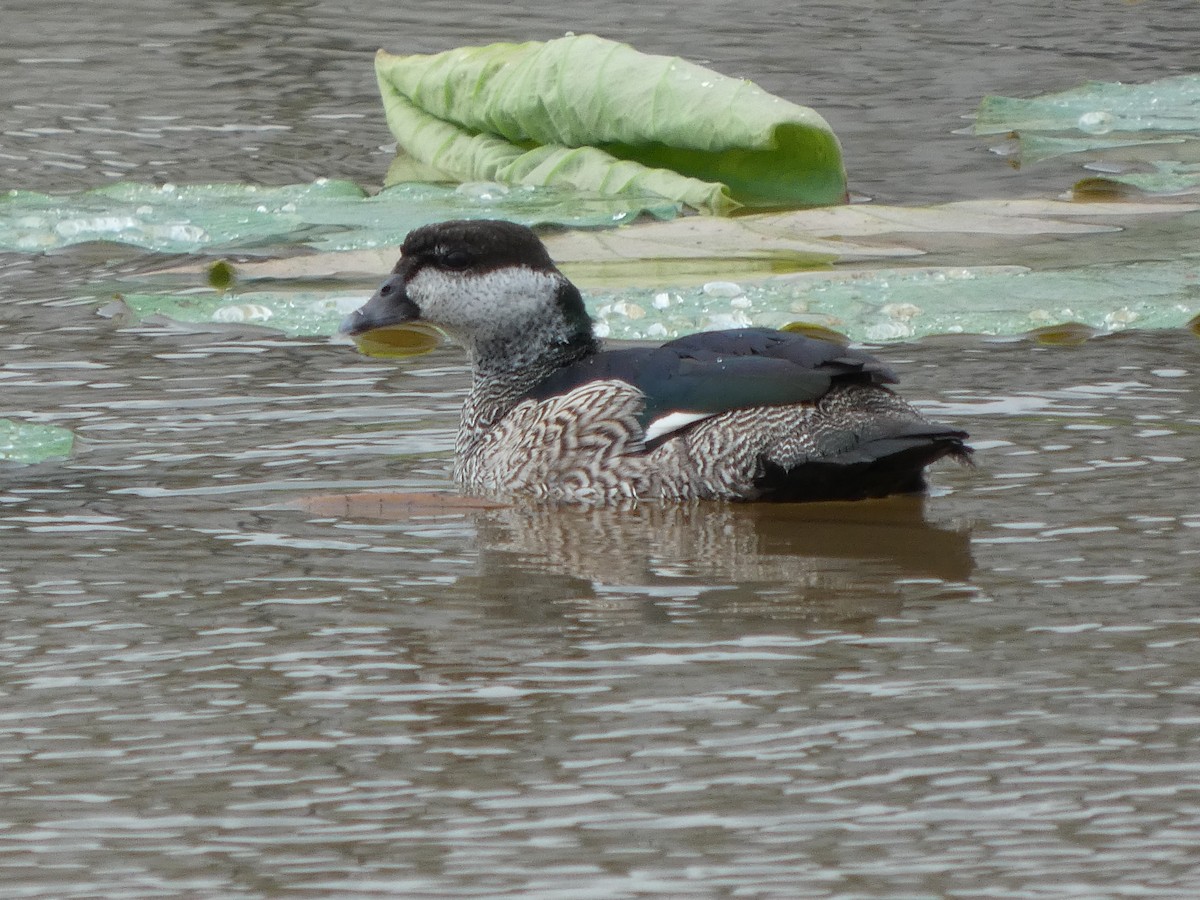 Green Pygmy-Goose - ML645707950