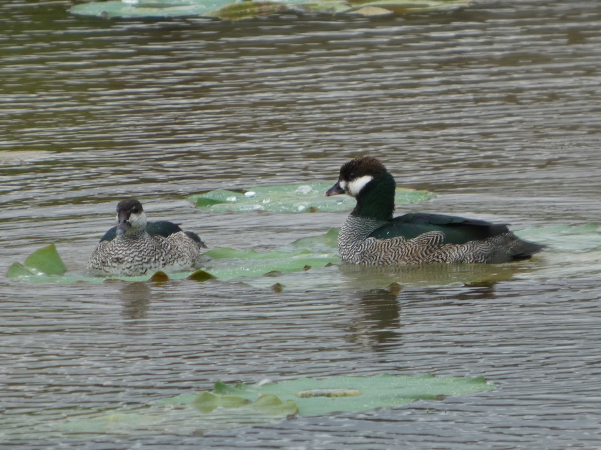 Green Pygmy-Goose - ML645707952