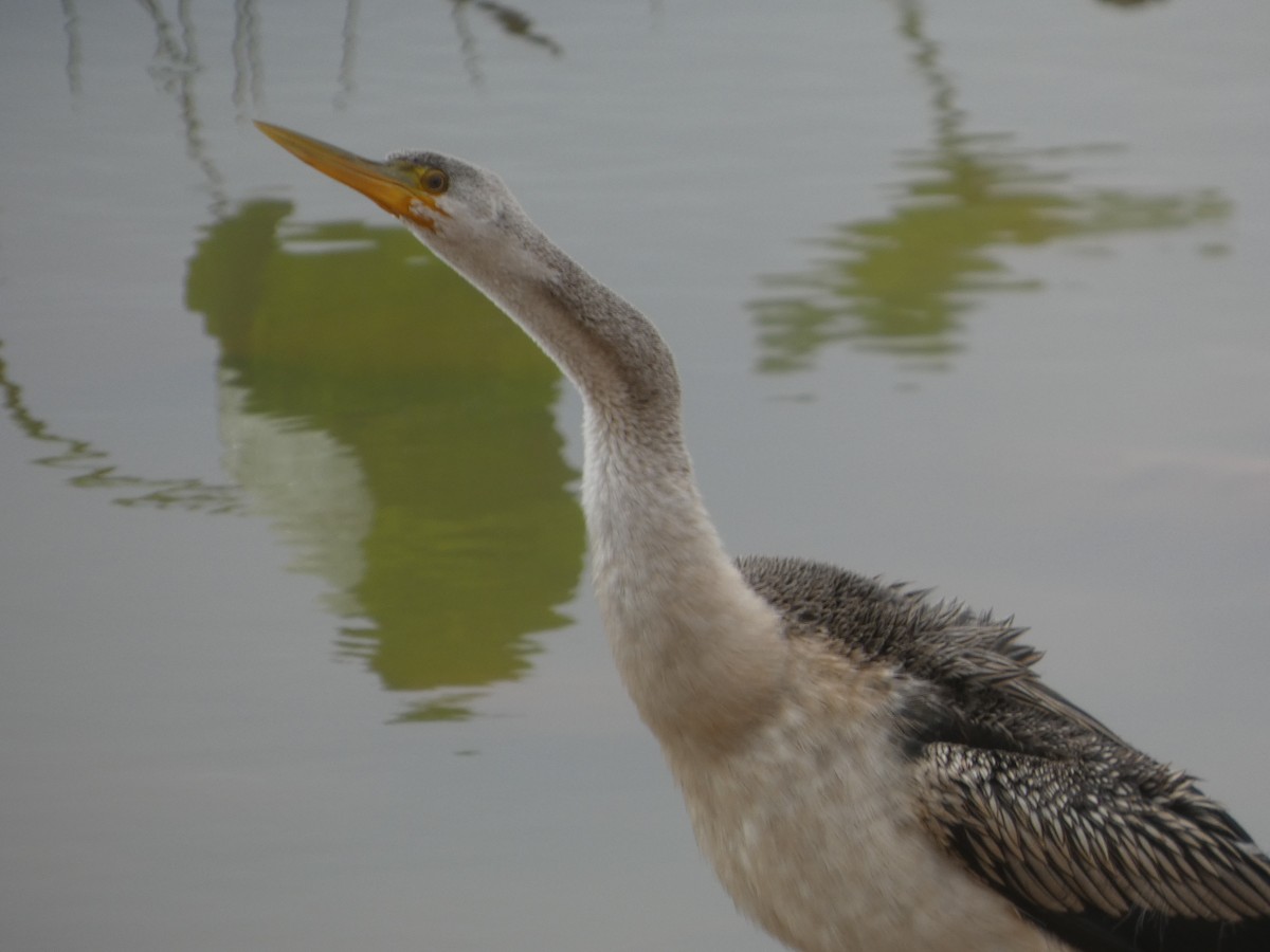 Australasian Darter - ML645707962