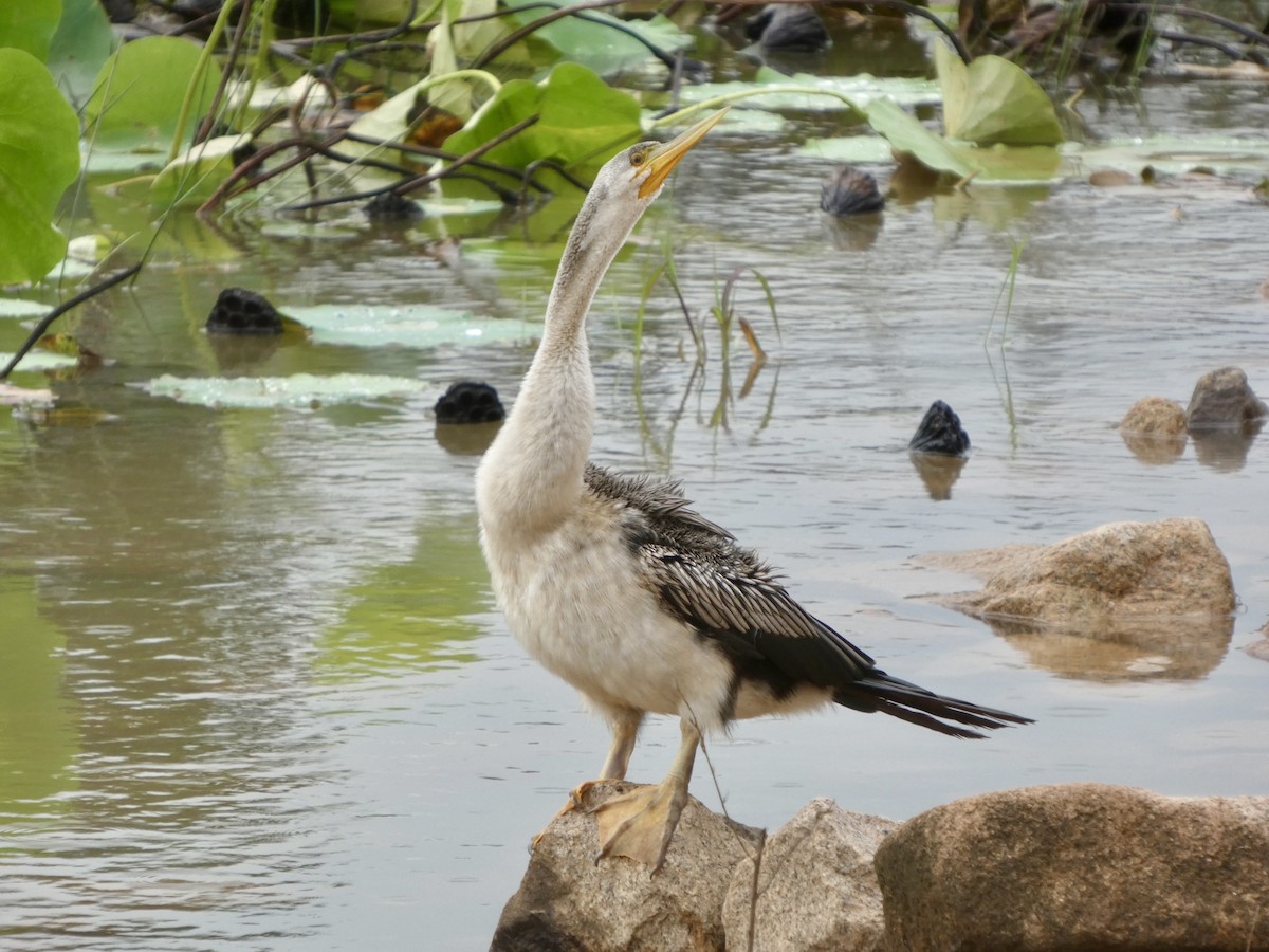 Australasian Darter - ML645707963