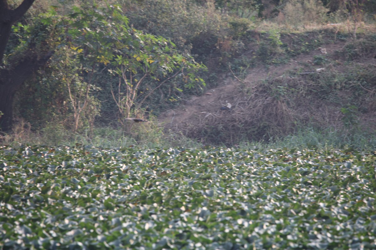 Large Hawk-Cuckoo - ML645707965