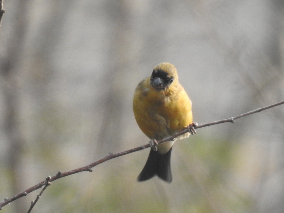 Orange Bullfinch - ML645707967