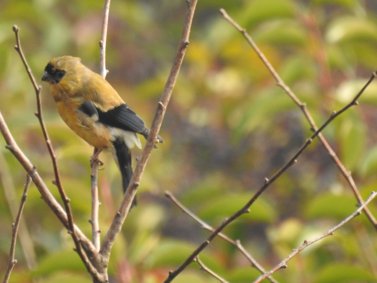 Orange Bullfinch - ML645707968