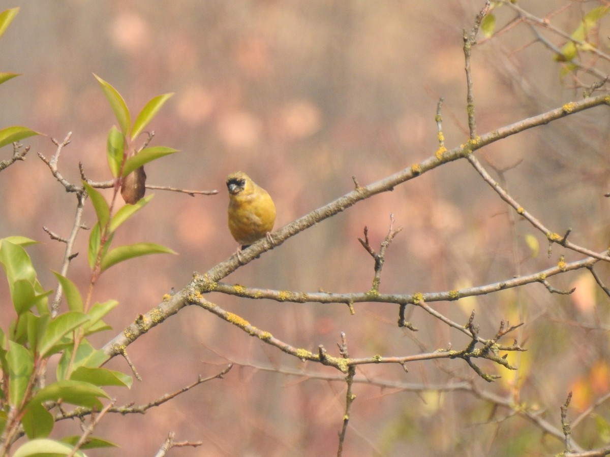 Orange Bullfinch - ML645707969